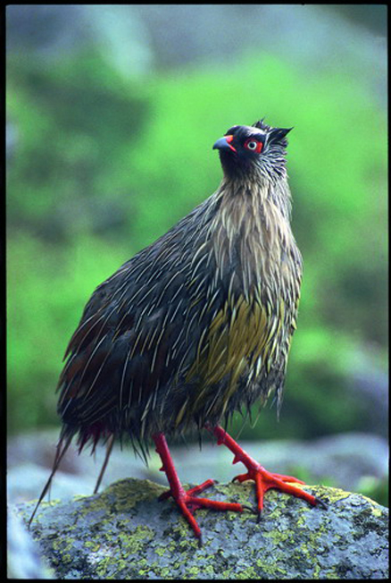  p>血雉(学名: i>ithaginis cruentus /i>)雉科血雉属鸟类,别名血鸡