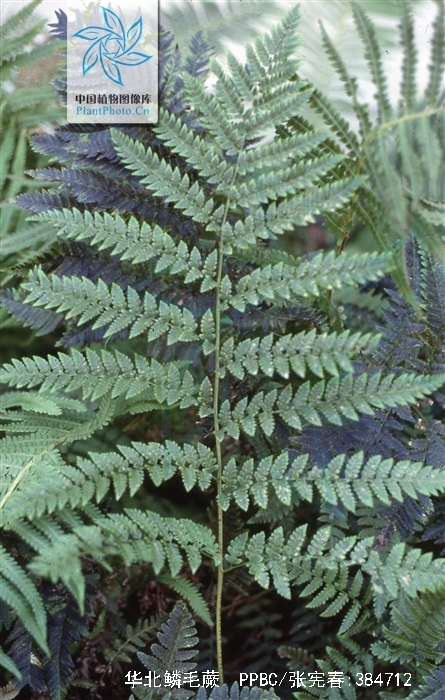  p>华北鳞毛蕨(学名: i>dryopteris goeringiana  /i>(kunze) koidz.