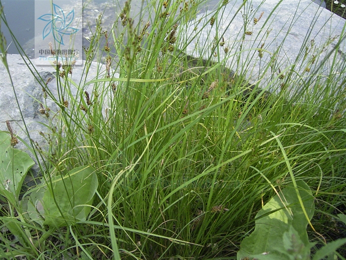  p>扁茎灯心草为 a href="#" data-lemmaid="14075437">扁茎组 /a>