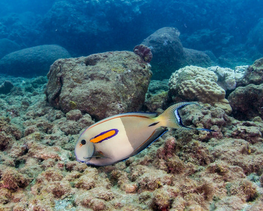  p>橙斑刺尾鱼(学名: i>acanthurus olivaceus /i>),又称一字刺尾鲷