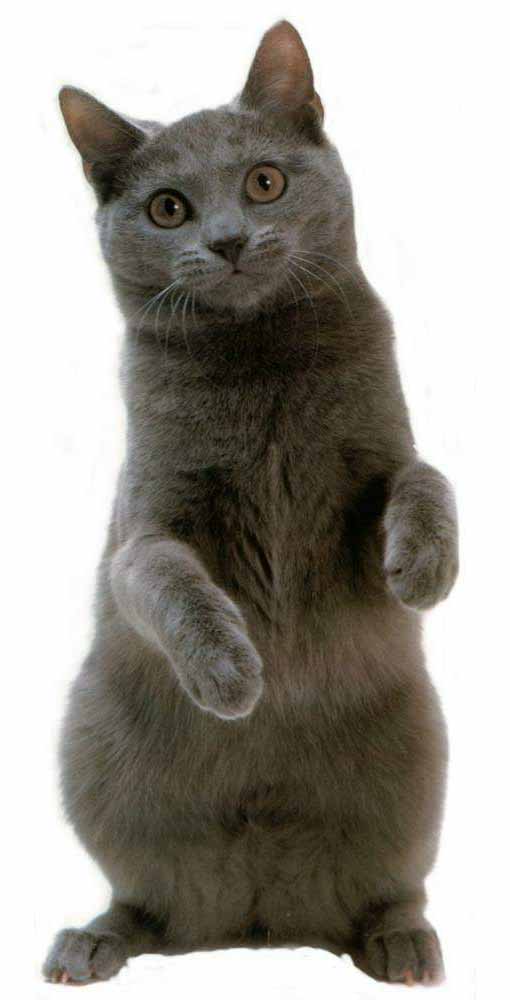  p>夏特尔猫,英文名称:chartreux,白色锁.