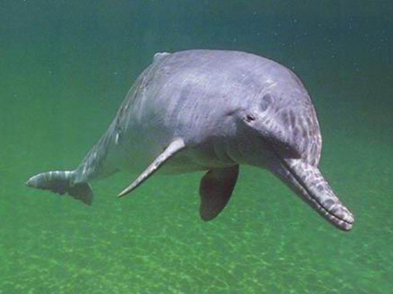 河豚科(学名:platanistidae):又称淡水豚科.仅4属4种7亚种
