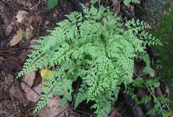  p>二歧卷柏,土生,旱生,直立,高35-75厘米.