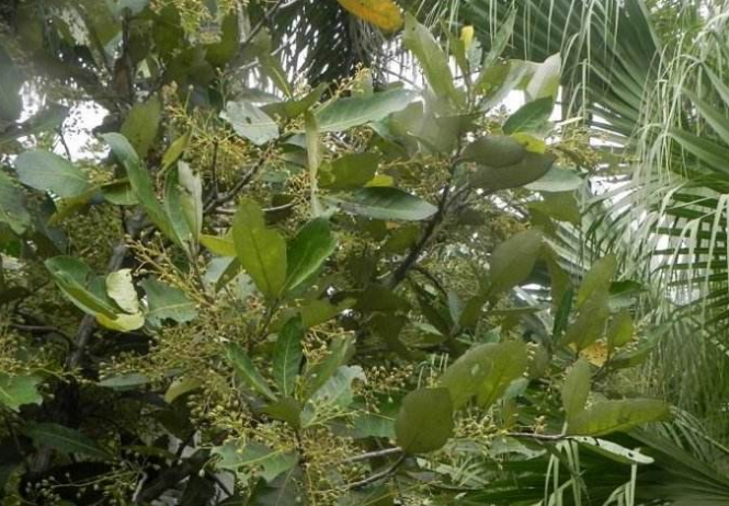  p>银叶树属(heritiera)是 a target="_blank" href="/item/被子植物