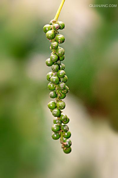  p>黑胡椒(学名:piper nigrum),是 a href="#" data-lemmaid="2541979