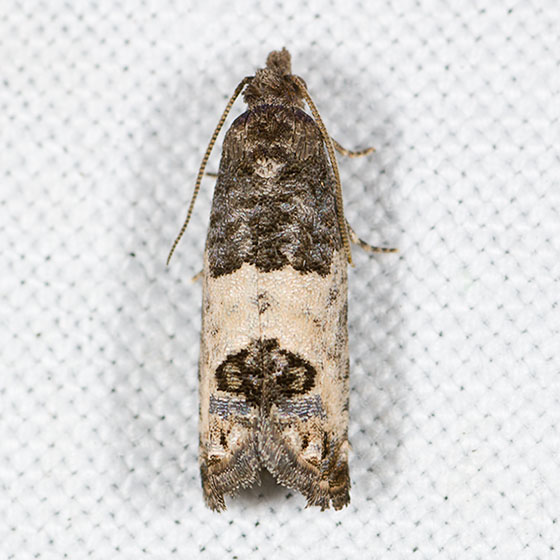  p>点铅卷蛾( i>ptycholoma plumbeolana /i> bremer,1864)是卷蛾科铅