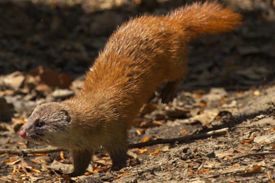 mustela sibirica ssp. itatsi temminck