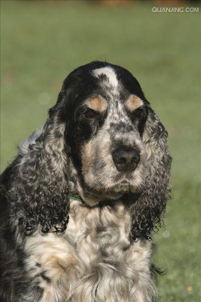 english cocker spaniel)又称 a href="#">确架獚 /a>, a href="#"