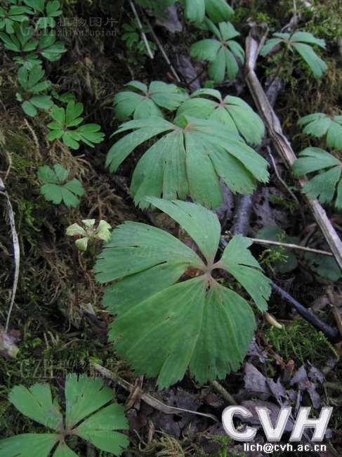  p>独叶草(学名: i>kingdonia uniflora /i> balf.f. et w. w.