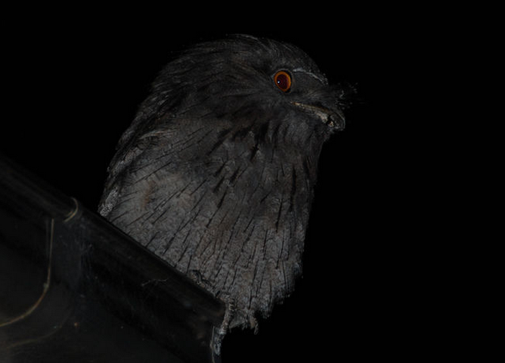 科 /a>(aegothelidae)裸鼻鸱属(aegotheles)性怯懦,喜独居的夜出鸟类