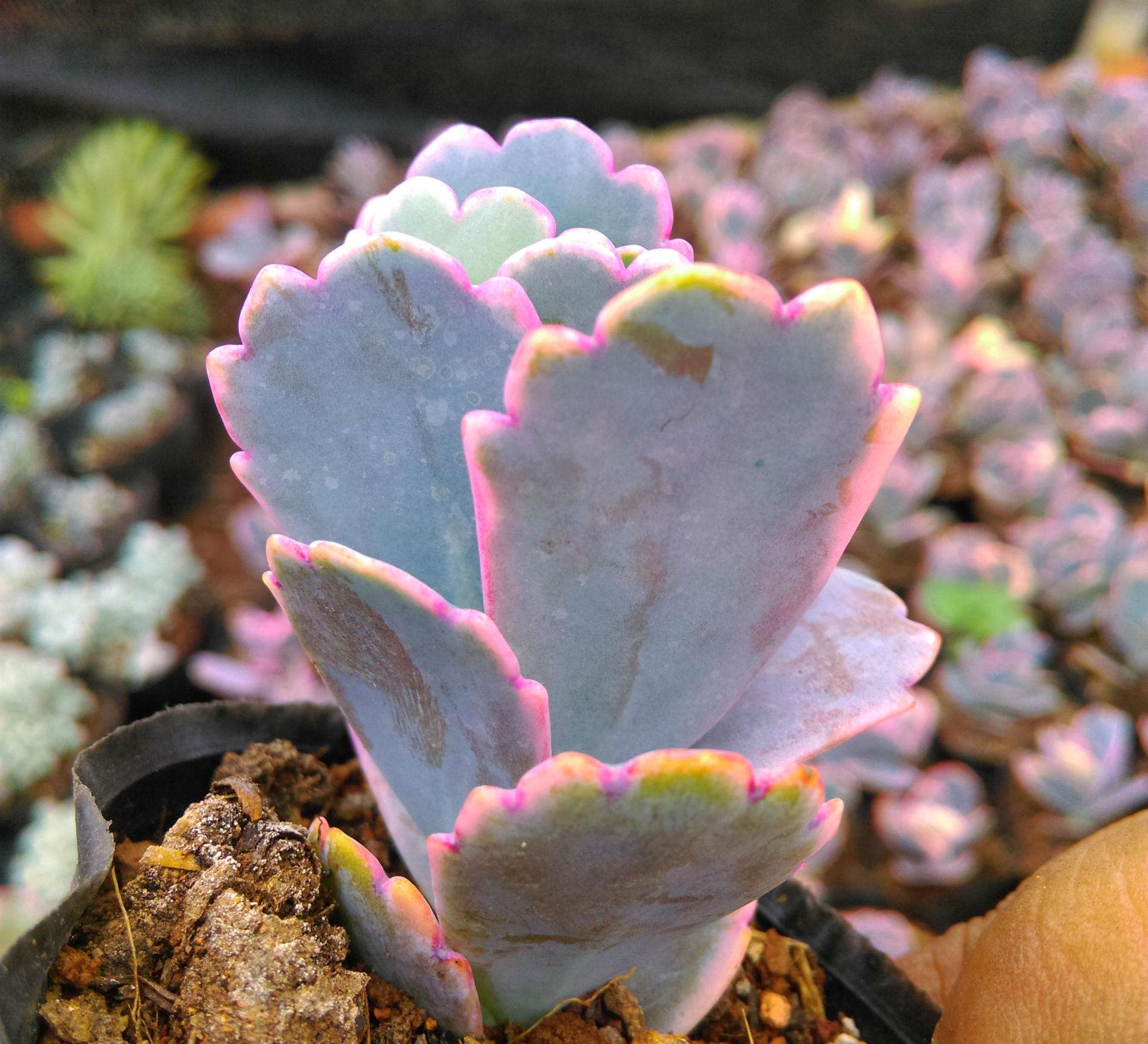  p>玉吊钟(kalanchoe fedtschenkoi rosy dawn ), a target="_blank