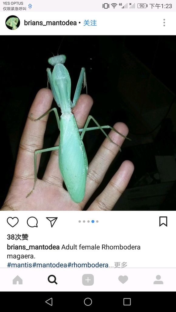 观赏性因此受到 a href="#" data-lemmaid="60">螳螂 /a>爱好者的喜爱