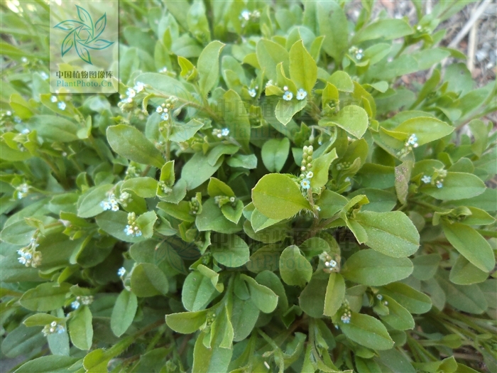  p>附地菜(学名: i>trigonotis peduncularis /i>)为 a href="#" data