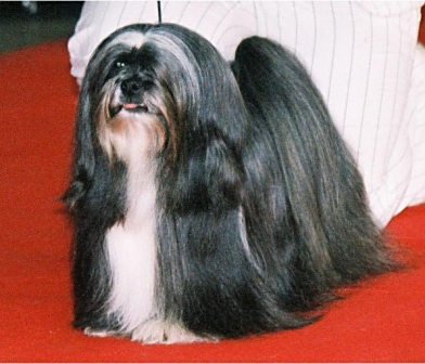 拉萨犬