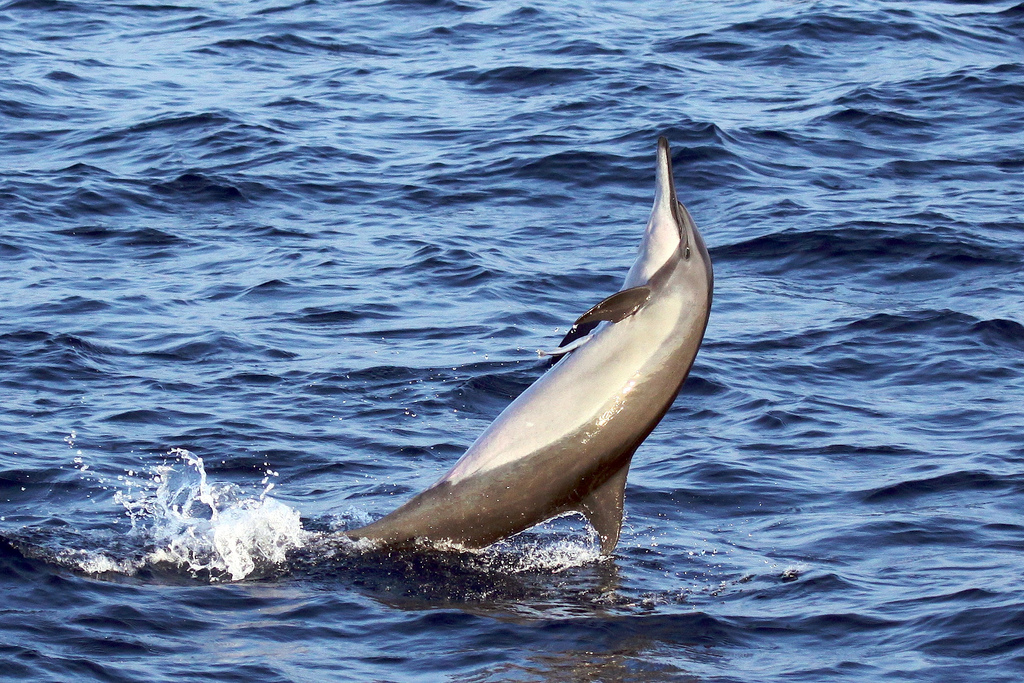  p>长吻原海豚(学名: i>stenella longirostris /i>)吻突细长为体长的