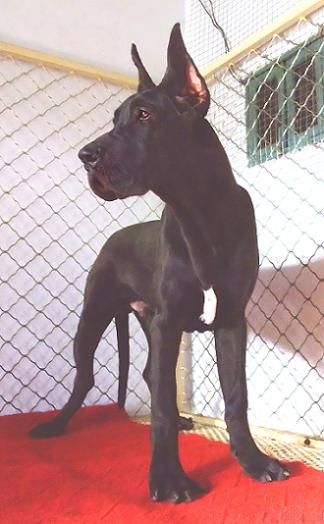  p>大丹犬(great dane)原产于 a href="#" data-lemmaid="147953">