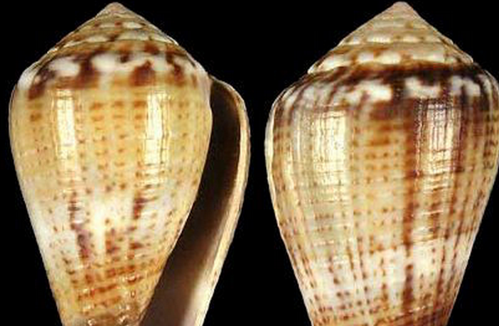  p>美雅芋螺是芋螺科芋螺属的一种贝类动物.