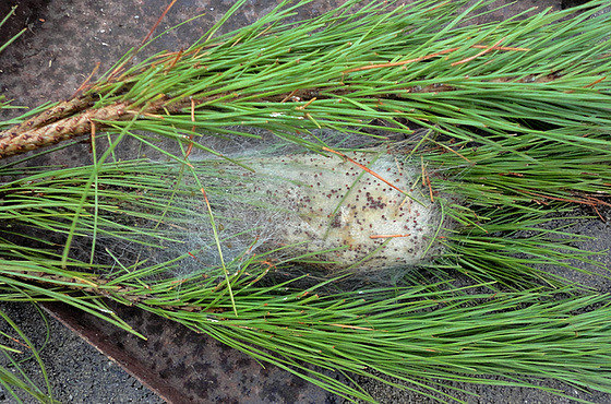  p>松异带蛾(thametopoea pityocampa)属于我国进境 a target="_blank