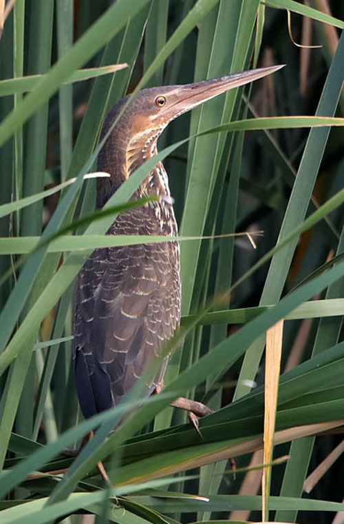  p>黑鳽(学名: i>ixobrychus flavicollis /i>):体重200-360克,体长
