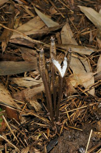  p>八代天麻(学名: i>gastrodia confusa /i>  honda et tuyama): a