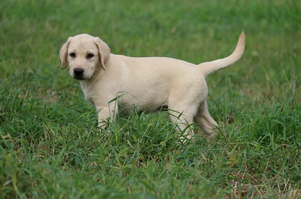  p> a target="_blank" href="/item/拉布拉多/4152961" data-lemmaid