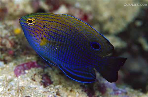  p>王子雀鲷, i>pomacentrus vaiuli  /i>(jordan &amp; seale
