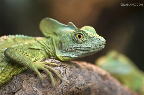 basilisk lizard