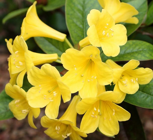 rhododendron maguanense k. m. feng