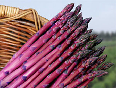 紫芦笋