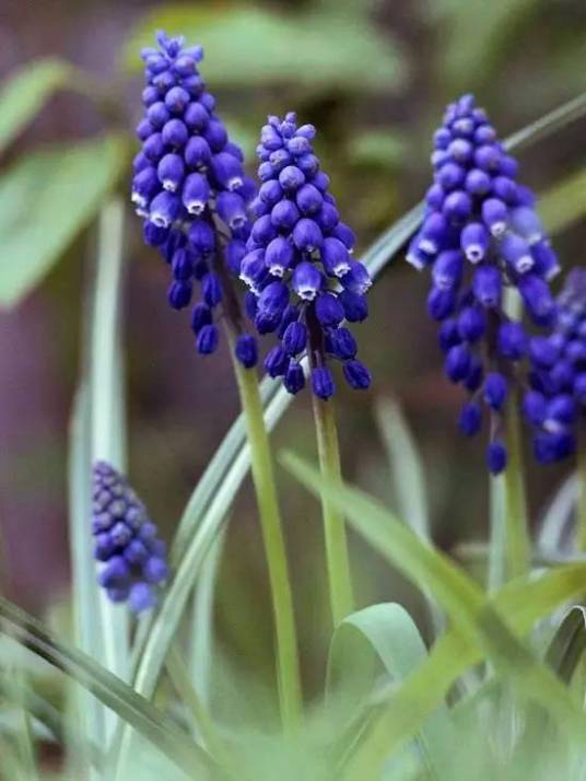 球根植物 百度百科