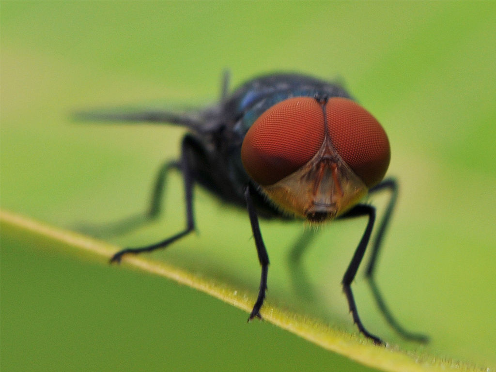 红头苍蝇