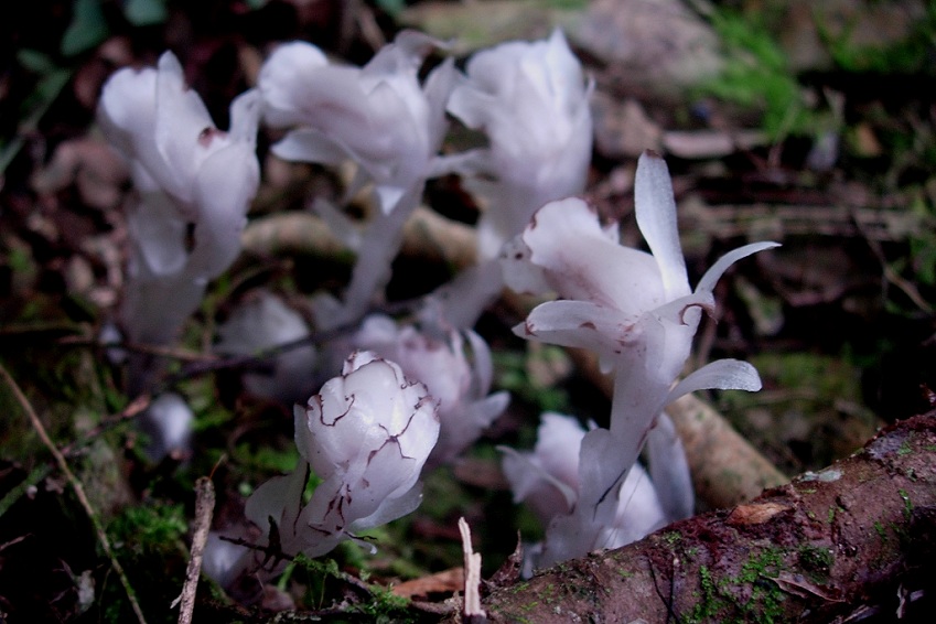  p>水晶兰(学名: i>monotropa uniflora /i>  linn.