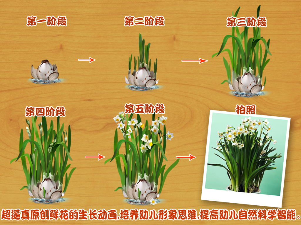 宝宝种鲜花
