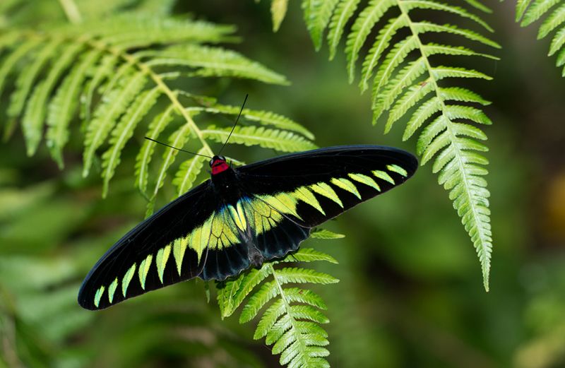 翠叶红颈凤蝶