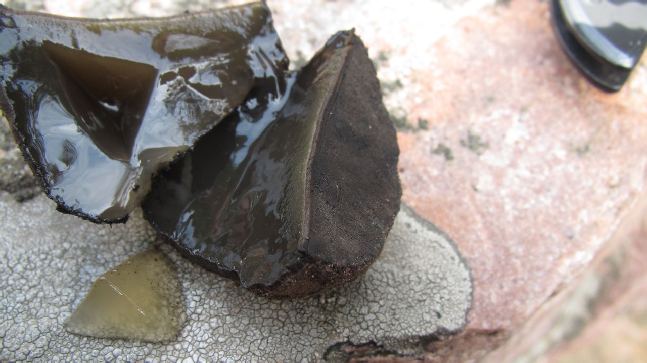 这是人们称其为猪嘴蘑的一个原因,还有一个原因是人若吃多了这种蘑菇