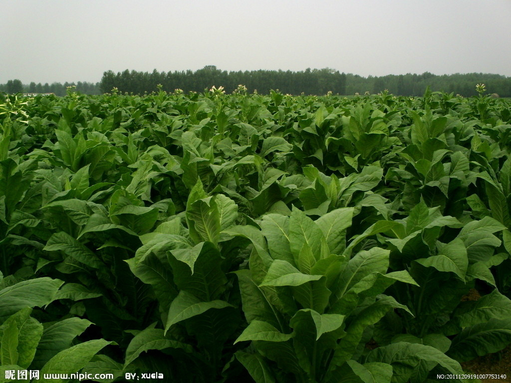  p data-id="gnbiz1idb2">黄烟是南雄一宝,南雄农民种烟,嗜烟,一辈子