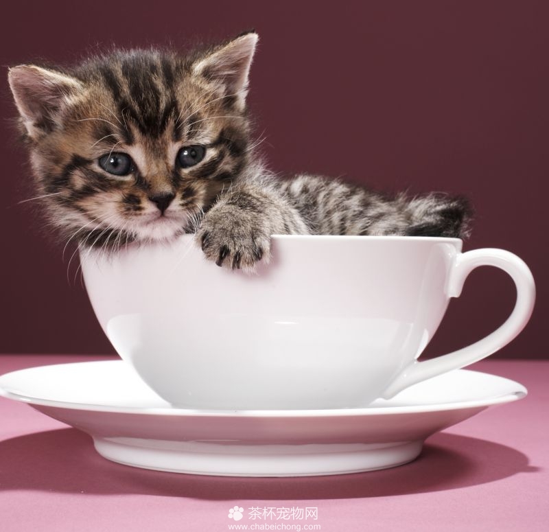  p>茶杯猫是一种袖珍迷你的猫咪,也称迷你猫,就是像 a href="#" data
