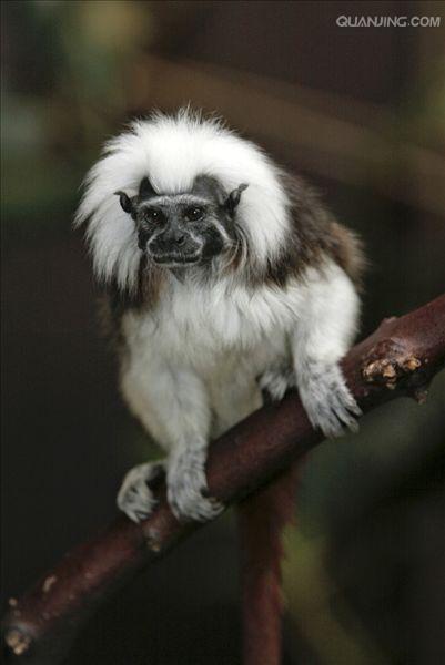  p>狨猴是体型较小的非人灵长类动物,源于巴西东北部,濒临大西洋的