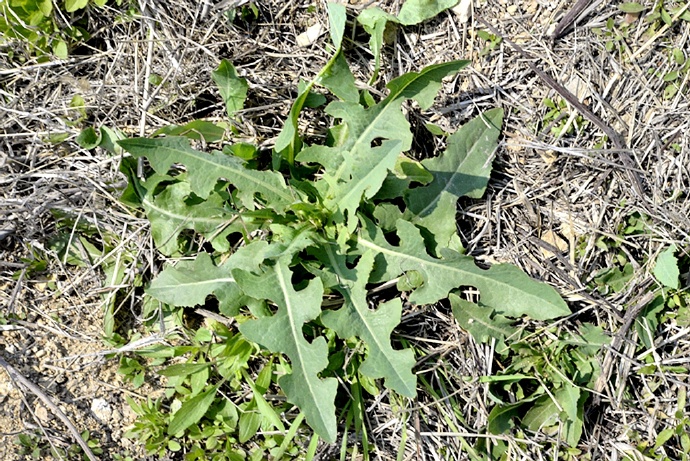  p>野莴苣(学名: i>lactuca seriola  /i>l)是