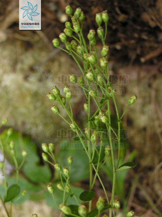  p>菴闾(学名:artemisia keiskeana)又名:菴闾子,菴闾,覆闾,菴芦,菴闾