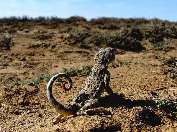 phrynocephalus  helioscopus