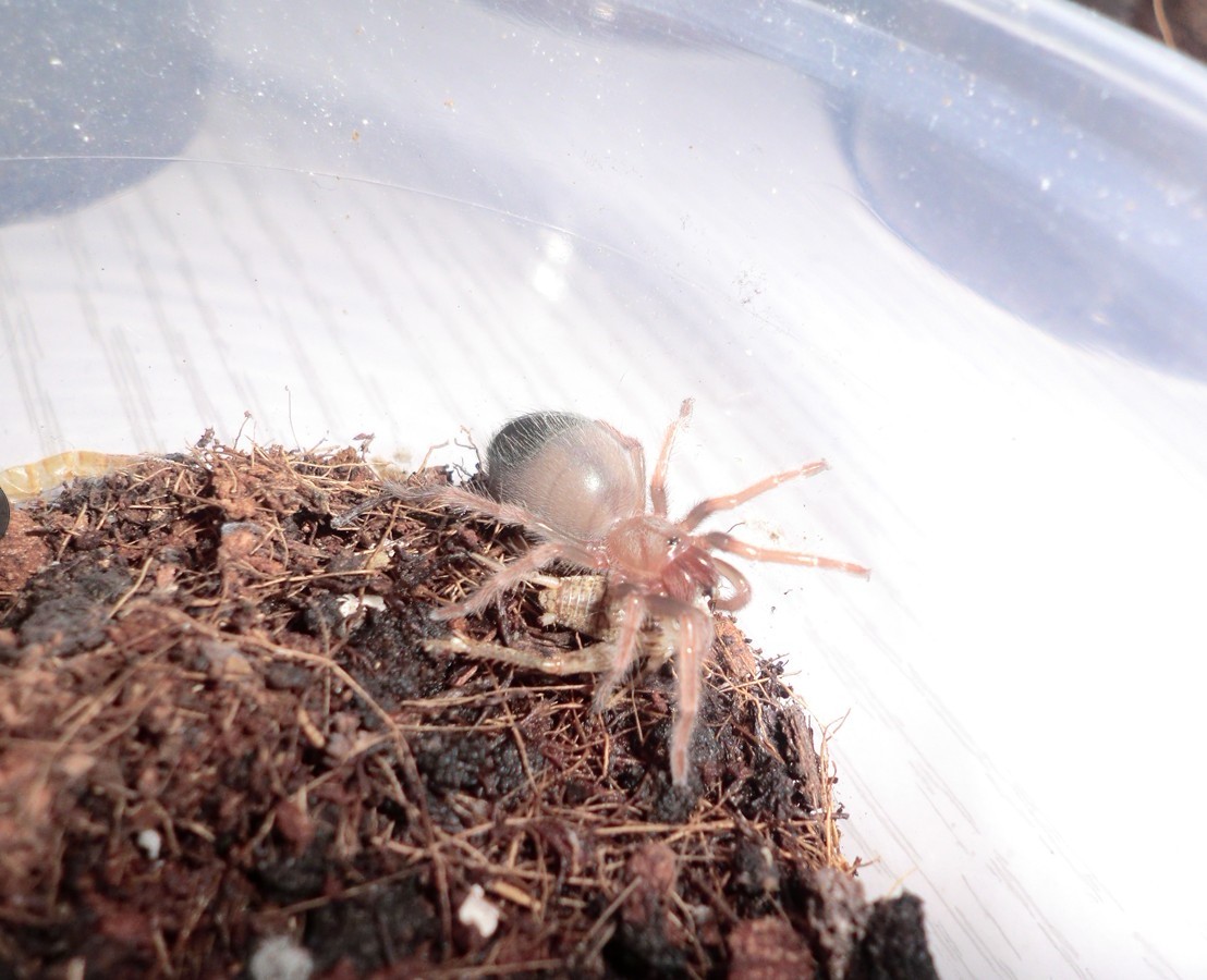  p>墨西哥红脚蜘蛛(拉丁学名:brachypelma emilia)原产于墨西哥的干燥