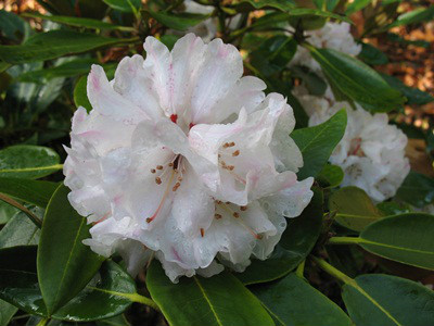  p>棕背杜鹃(学名: i>rhododendron alutaceum /i> balf. f. et w. w.