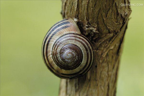 蜗牛