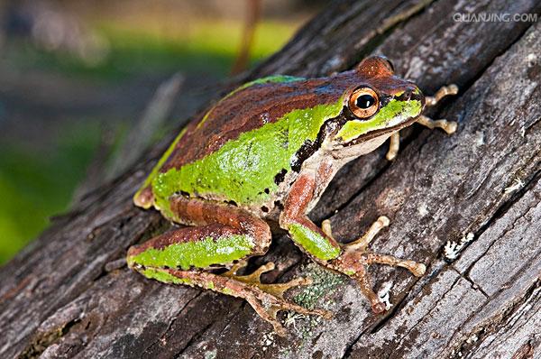  p>树蛙,无尾目树蛙科的1属,体多细长而扁,后肢长,吸盘大,指,趾间有