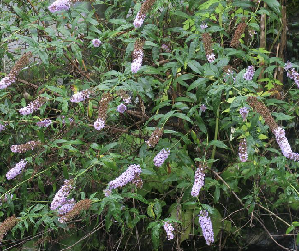  p>紫花醉鱼草(学名: i>buddleja fallowiana /i> balf. f.et w.w.sm.