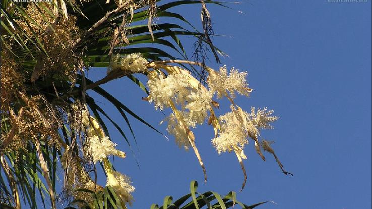 是棕榈科,丝葵属乔木,高达18-27米,树干基部膨大,呈淡褐色,可见明显