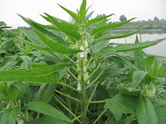 p>黑芝麻( i>semen sesami nigrum /i>)是胡麻科胡麻属植物.