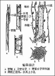 水分输导细胞_百度百科