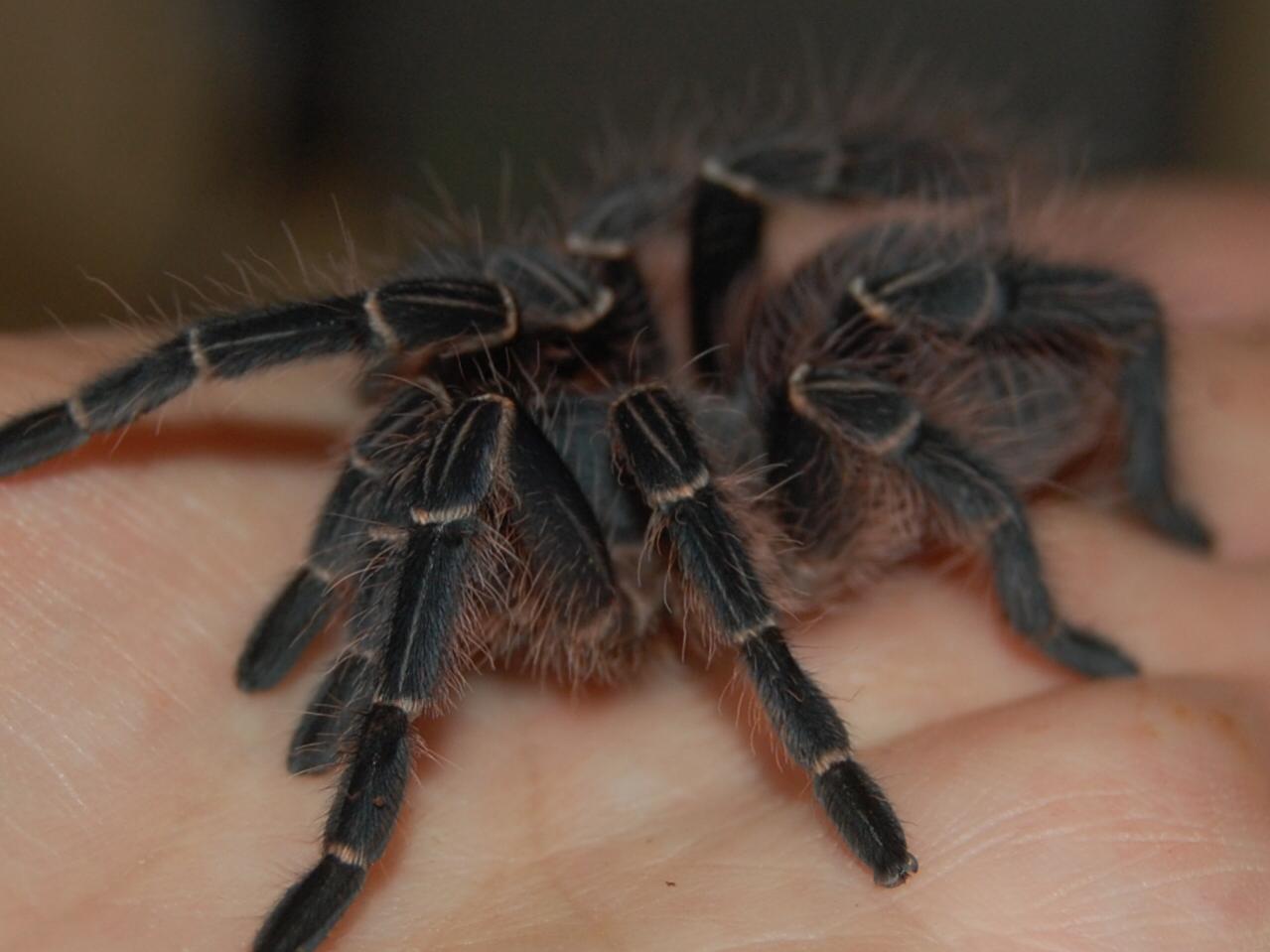  p>粉红斑马脚蜘蛛原产于 a target="_blank" href="/item/巴西/5422"